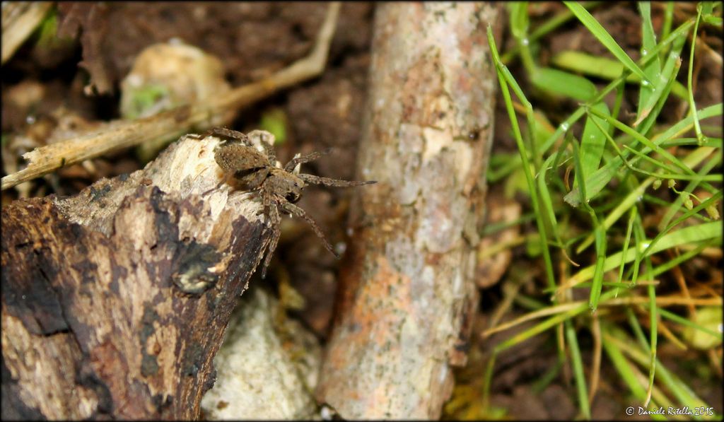 Alopecosa albofasciata - Venafro (IS)